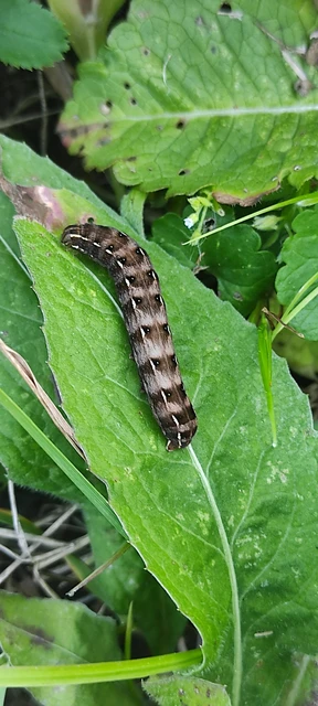 Cerastis rubricosa - vörhenyes tavaszibagoly