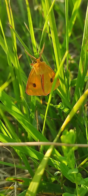 Diacrisia sannio - vörösszélű medvelepke