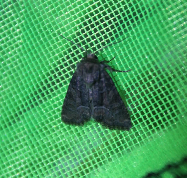 Oligia strigilis/latruncula/versicolor