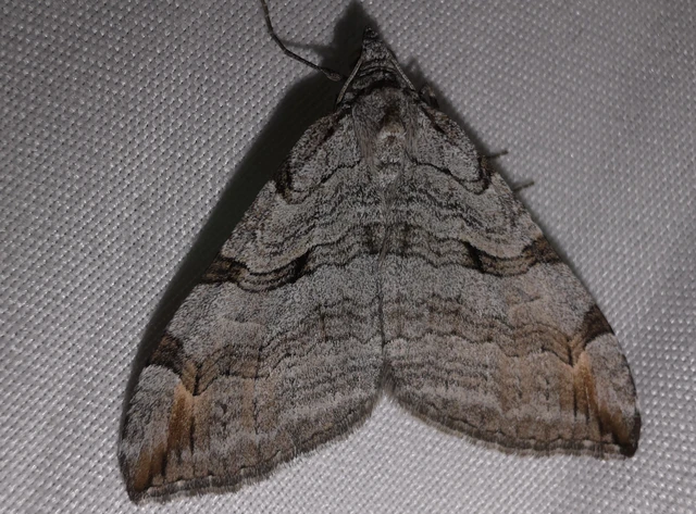 Aplocera plagiata - szürke csíkosaraszoló