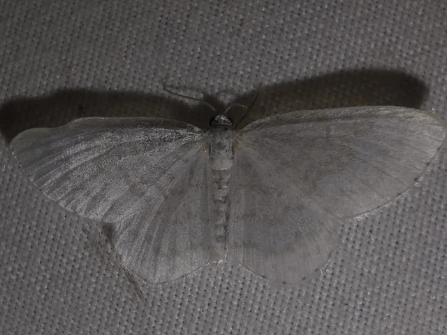 Asthena albulata - gyertyán-fehéraraszoló
