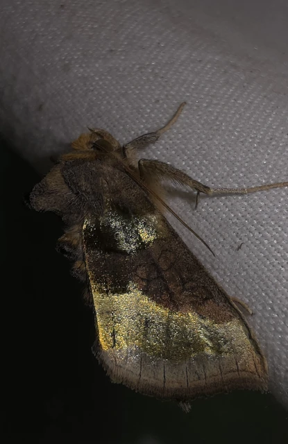 Diachrysia chrysitis - aranybagoly Diachrysia chrysitis - aranybagoly