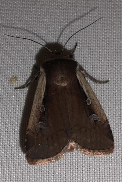 Ochropleura plecta - fehérszegélyű fűbagoly