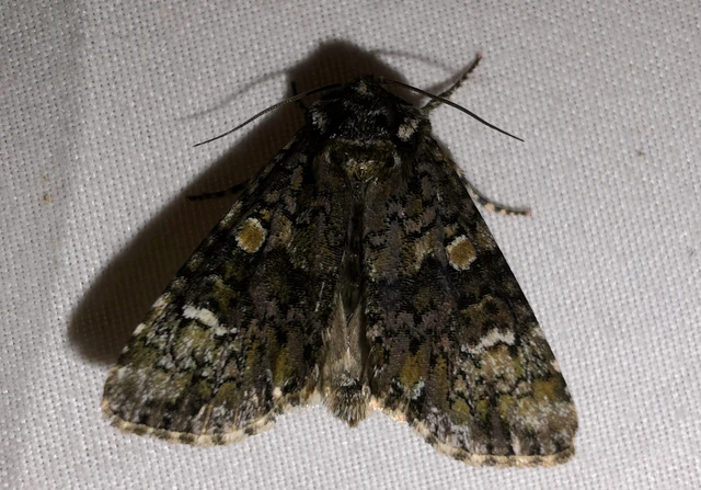 Craniophora ligustri - fagyalbagoly