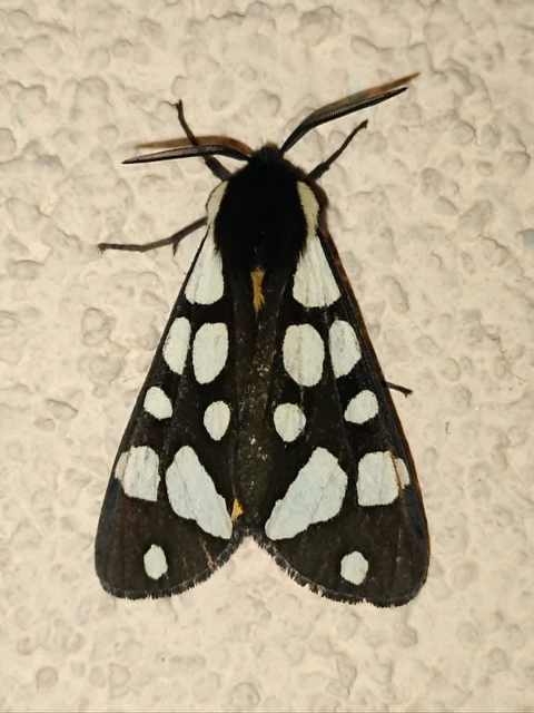 Arctia villica - fekete medvelepke