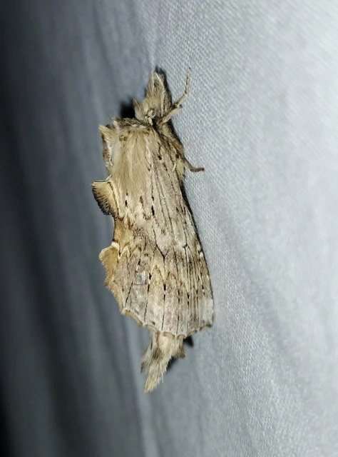 Pterostoma palpina - csőrös púposszövő