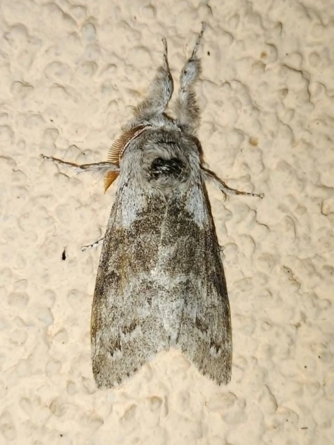 Calliteara pudibunda - hamvasszövő