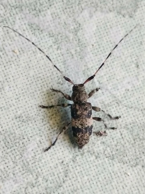 Leiopus nebulosus - öves gesztcincér
