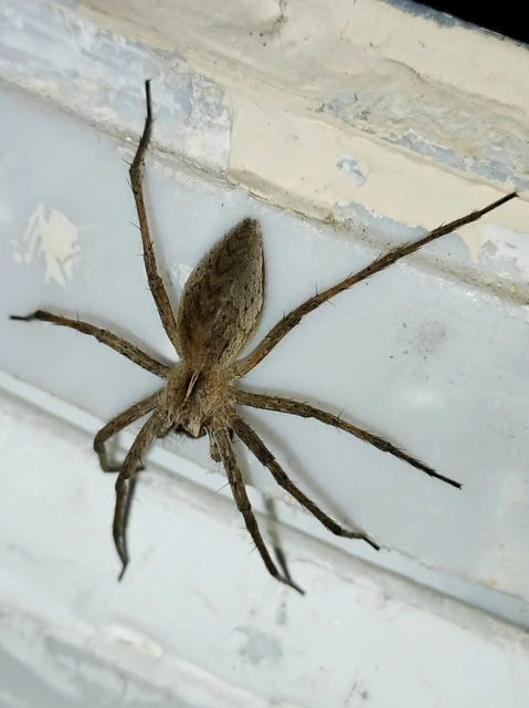 Pisaura mirabilis - csodáspók Pisaura mirabilis - csodáspók