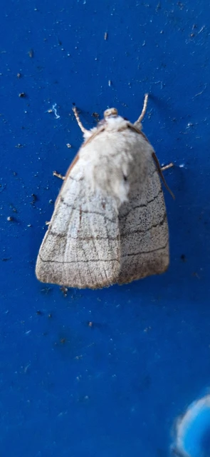 Charanyca trigrammica - háromsávos lombbagoly