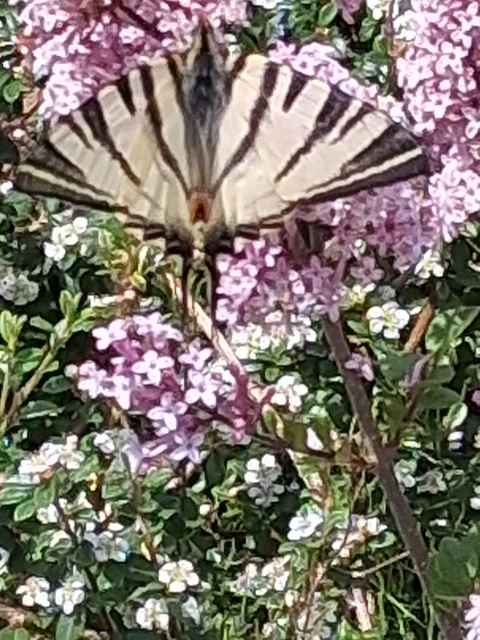 Iphiclides podalirius - kardoslepke