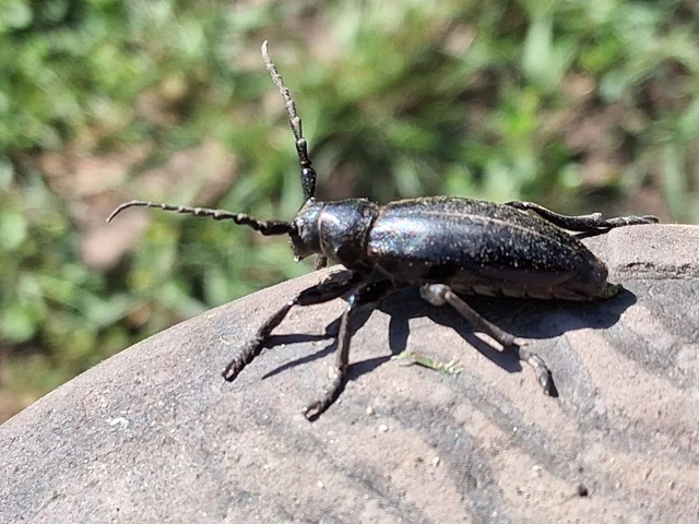 Dorcadion aethiops - fekete gyalogcincér Dorcadion aethiops - fekete gyalogcincér