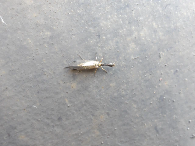 Raphidioptera - Tevenyakú-fátyolkák