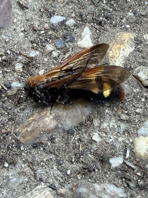Megascolia maculata - óriás-tőrösdarázs