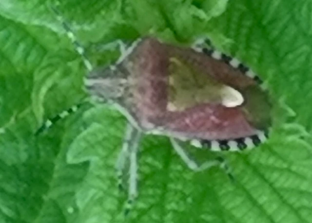 Dolycoris baccarum - közönséges bogyómászó-poloska Dolycoris baccarum - közönséges bogyómászó-poloska