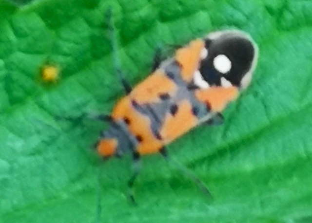 Lygaeus equestris/simulans
