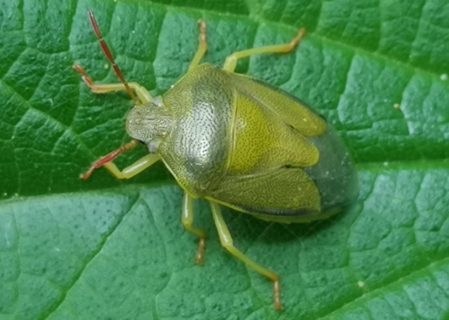 Piezodorus lituratus - bíboros címerespoloska Piezodorus lituratus - bíboros címerespoloska