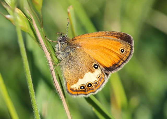 Coenonympha arcania - fehéröves szénalepke