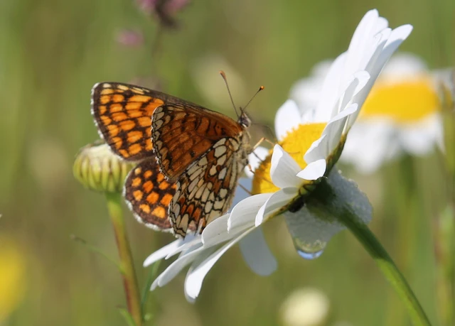 Melitaea athalia - közönséges tarkalepke