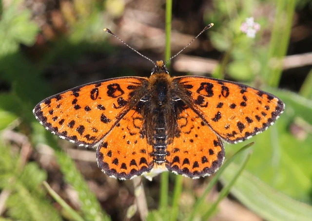 Melitaea didyma - tüzes tarkalepke