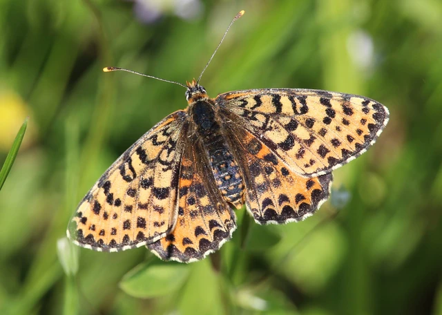 Melitaea didyma - tüzes tarkalepke
