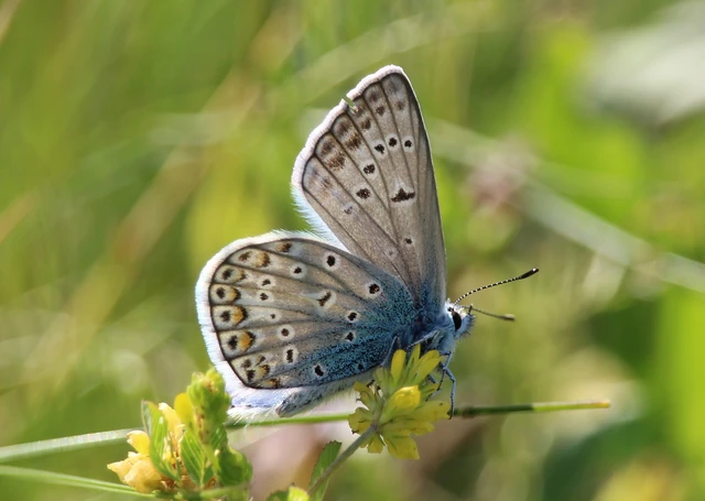 Polyommatus icarus - közönséges boglárka