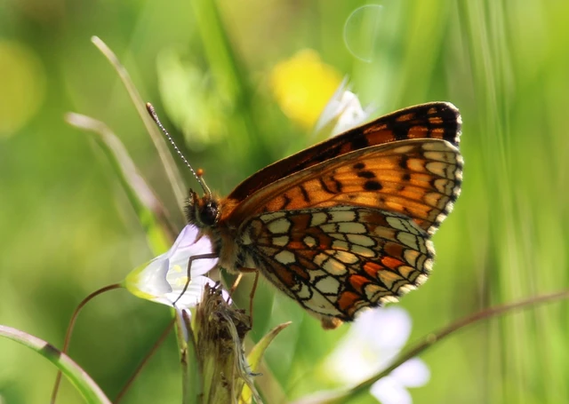Melitaea athalia - közönséges tarkalepke