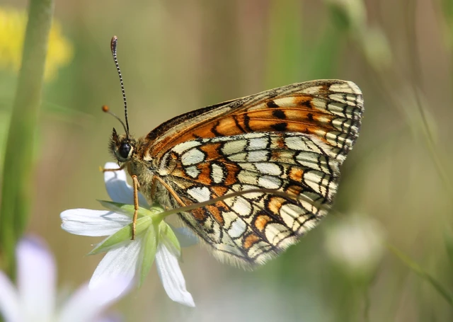 Melitaea athalia - közönséges tarkalepke