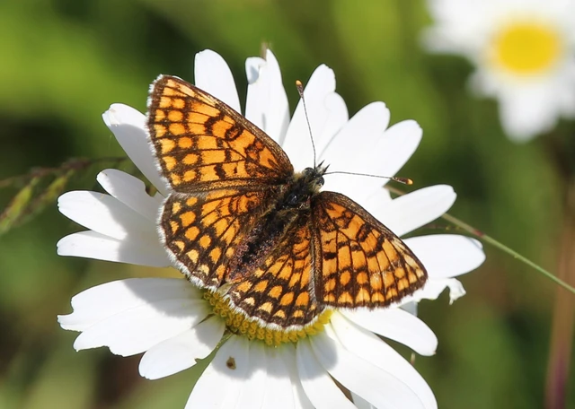Melitaea phoebe - nagy tarkalepke