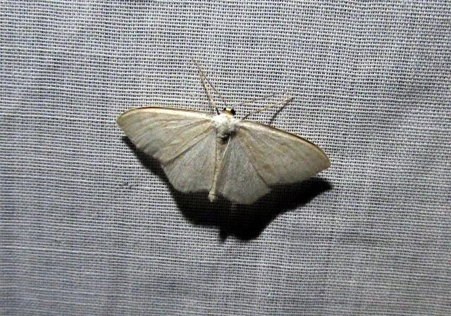 Scopula floslactata - tejfehér sávosaraszoló