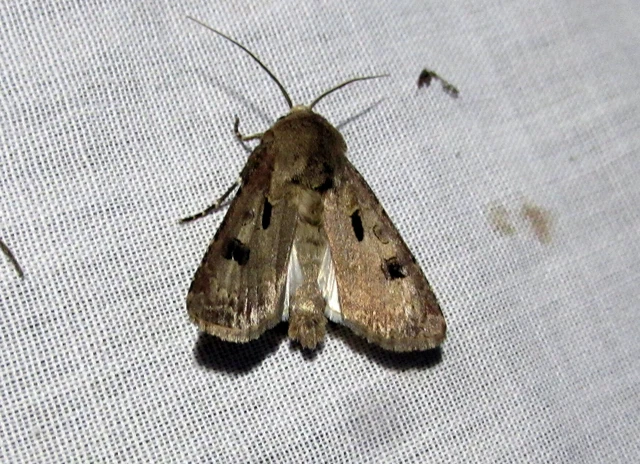 Agrotis exclamationis - felkiáltójeles földibagoly