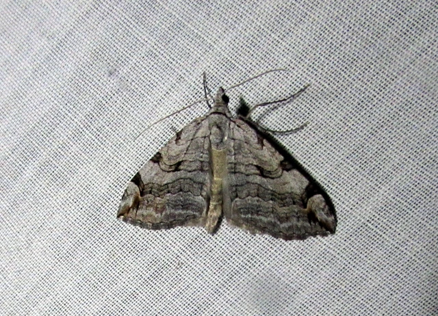 Aplocera plagiata - szürke csíkosaraszoló