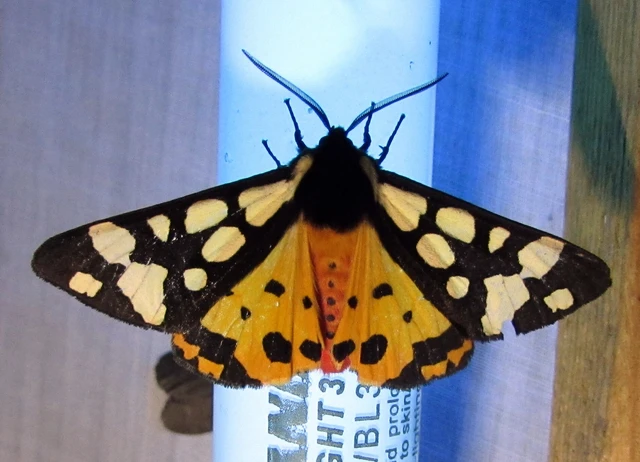 Arctia villica - fekete medvelepke