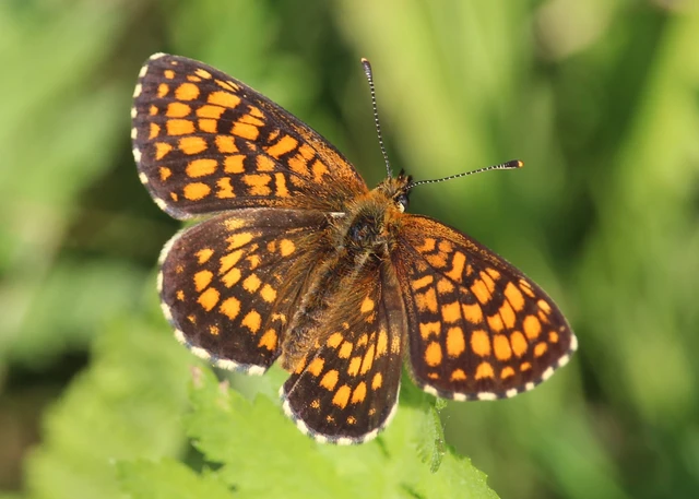 Melitaea athalia - közönséges tarkalepke