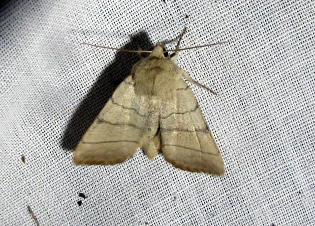 Charanyca trigrammica - háromsávos lombbagoly
