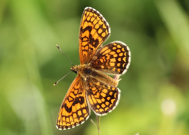 Melitaea athalia - közönséges tarkalepke