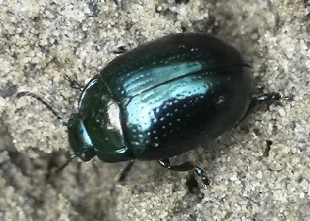 Chrysolina oricalcia - bronzos levélbogár