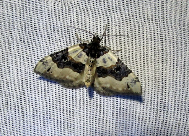 Cosmorhoe ocellata - szemes galajaraszoló