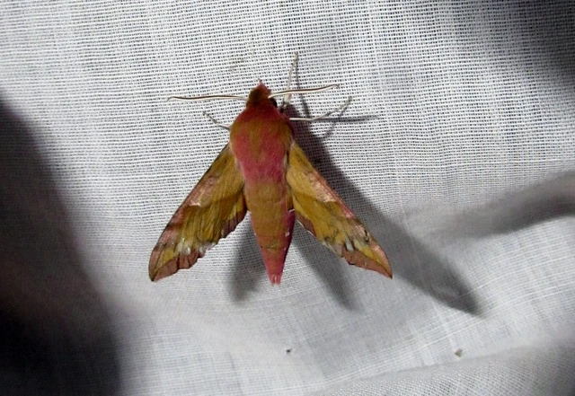 Deilephila porcellus - piros szender