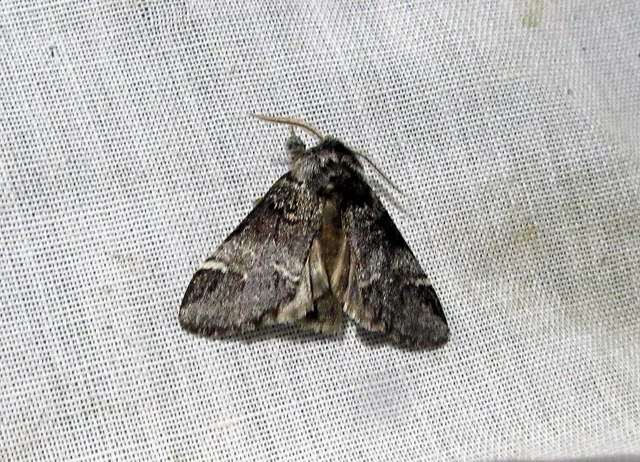 Drymonia dodonea - bélyeges púposszövő