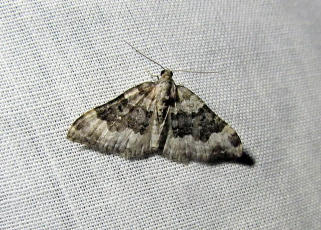 Epirrhoe galiata - sávos galajaraszoló