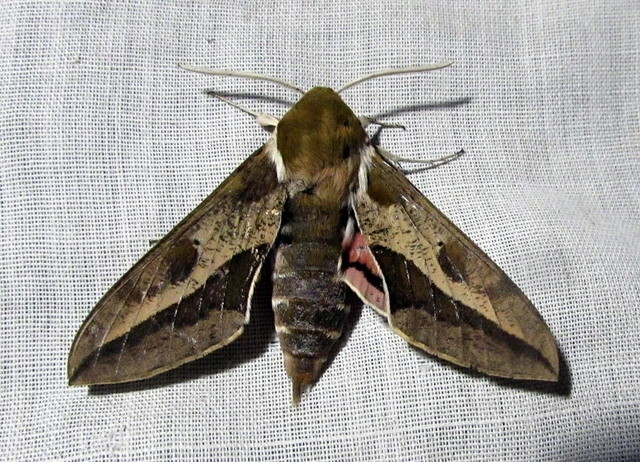 Hyles euphorbiae - kutyatejszender