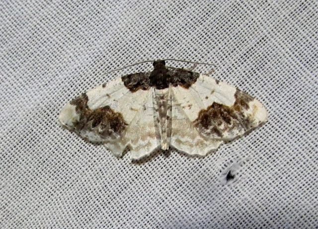 Ligdia adustata - barna levélaraszoló