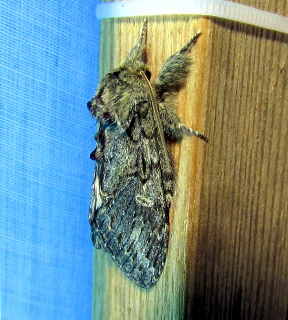 Peridea anceps - füstös púposszövő