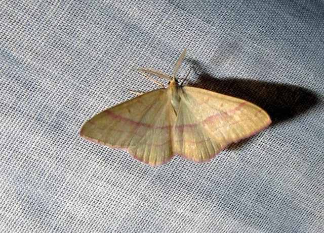 Rhodostrophia vibicaria - pirosszélű araszoló