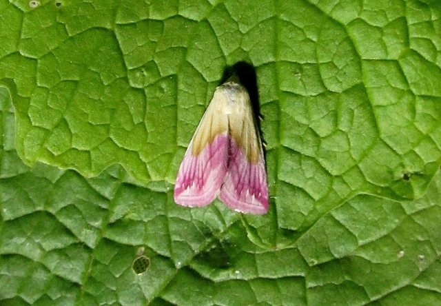 Eublemma purpurina - bíboros törpebagoly