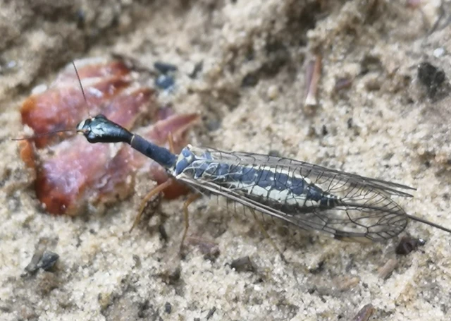 Raphidioptera - Tevenyakú-fátyolkák