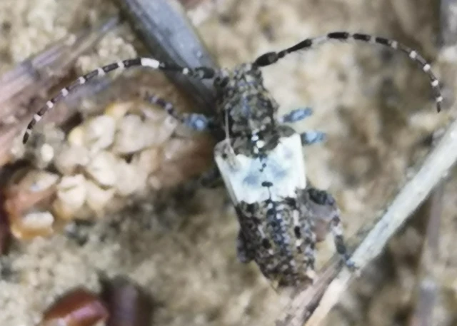 Pogonocherus hispidulus - négytövises ecsetcincér