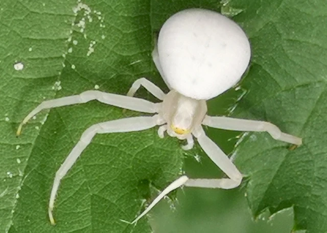 Misumena vatia - viráglakó karolópók