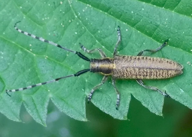 Agapanthia villosoviridescens - fehérgyűrűs bogáncscincér
